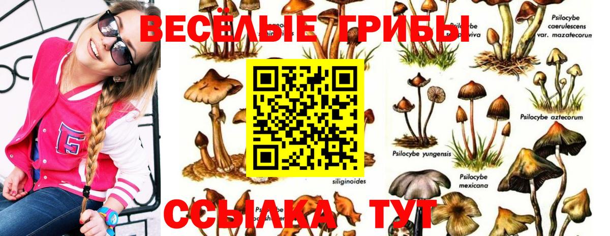 Псилоцибиновые грибы Cubensis  Вход с VPN  Отрадный 